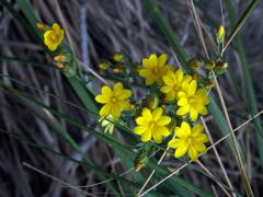 Žlutnice špičatá (Blackstonia acuminata (E. D. J. Koch et Ziz) Domin)