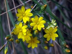 Žlutnice špičatá (Blackstonia acuminata (E. D. J. Koch et Ziz) Domin)