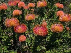 Leucospermum cordifolium (Knight) Fourc.    