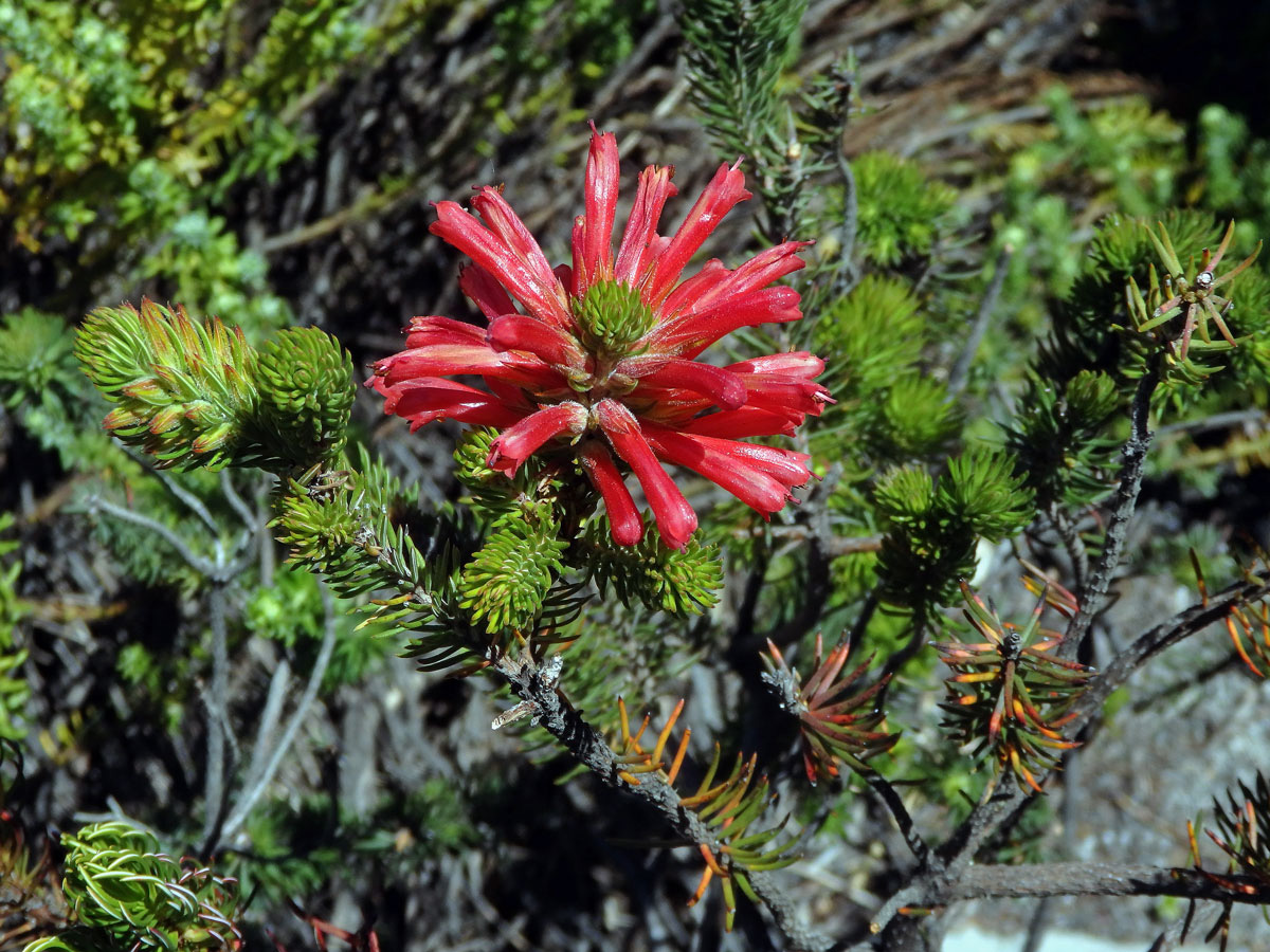Vřesovec (Erica abietina L. subsp. abietina)