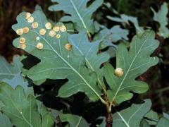 Hálky žlabatky hráškové (Neuroterus quercusbaccarum) - letní generace