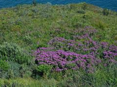 Pelargónie (Pelargonium cucullatum (L. ) L'Her.)