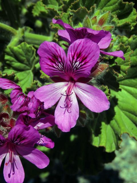 Pelargónie (Pelargonium cucullatum (L. ) L'Her.)