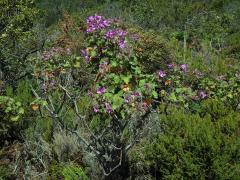 Pelargónie (Pelargonium cucullatum (L. ) L'Her.)
