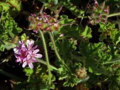 Pelargónie (Pelargonium capitatum (L.) L'Hér. ex Ait.)