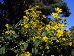 Mužák prorostlý (Silphium perfoliatum L.)