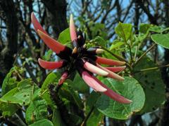 Zarděnice (Erythrina lysistemon L.)