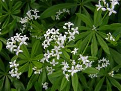 Svízel vonný = Mařinka vonná (Galium odoratum (L.) Scop.)