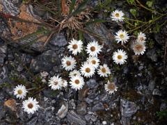 Anaphalioides bellidioides (G. Forst.) Glenny