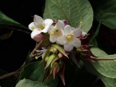 Leycesteria formosa Wallich