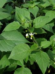 Lilek černý (Solanum nigrum L.)