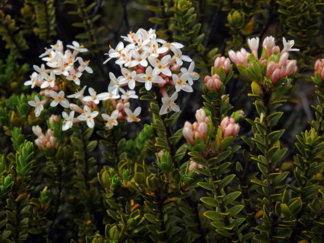 Pimelea buxifolia Hook. f.