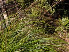 Gahnia pauciflora Kirk