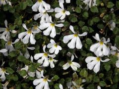 Lobelka (Lobelia perpusilla Hook. f.)   