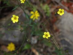 Len trojblizný (Linum trigynum L.)  