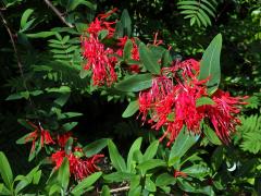 Kalokeř (Embothrium coccineum J. R. Forster & G. Forster)