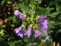 Dračík (Penstemon montanus Greene)