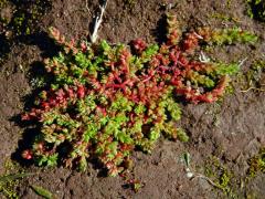 Tlustice (Crassula tillaea Lester-Garland)   