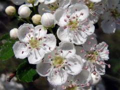 Hloh obecný (Crataegus laevigata (Poiret) DC.)