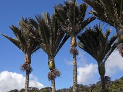 Rhopalostylis H. Wendl. & Drude  