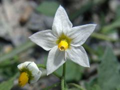 Lilek černý (Solanum nigrum L.)