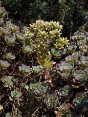 Eonium (Aeonium haworthii (Webb & Berthel.) Webb & Berthel.   