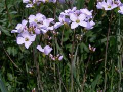 Řeřišnice luční (Cardamine pratensis L.)