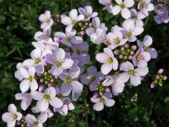 Řeřišnice luční (Cardamine pratensis L.)