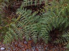 Hasivka (Pteridium esculentum (G. Forst.) Cockayne)