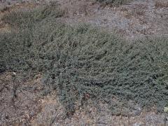 Lebeda (Atriplex semibaccata R. Br.)