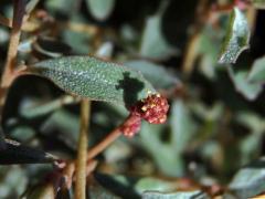 Lebeda (Atriplex semibaccata R. Br.)