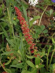 Šťovík volská hlava (Rumex bucephalophorus L.)    