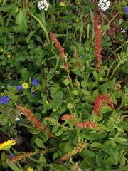 Šťovík volská hlava (Rumex bucephalophorus L.)