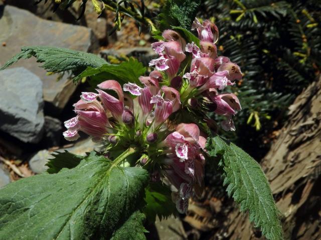 Hluchavka šalvějová (Lamium orvala L.)