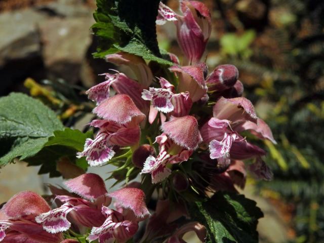 Hluchavka šalvějová (Lamium orvala L.)