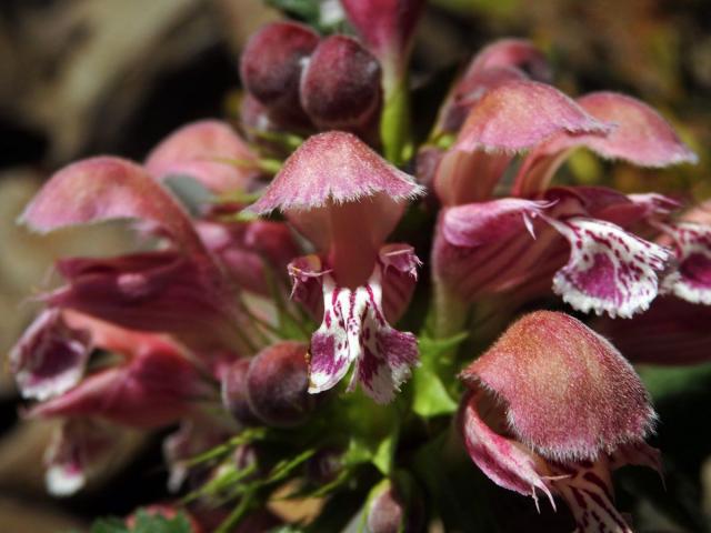 Hluchavka šalvějová (Lamium orvala L.)