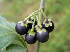 Lilek černý (Solanum nigrum L.)