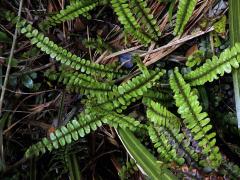 Žebrovice (Blechnum fluviatile (R. Br.) Lowe ex Salomon)