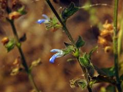 Šalvěj (Salvia occidentalis Sw.)    