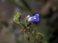 Šalvěj (Salvia occidentalis Sw.)