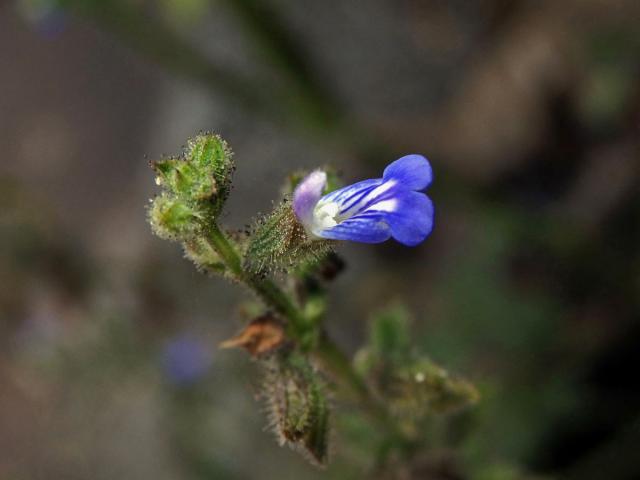 Šalvěj (Salvia occidentalis Sw.)