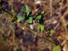 Šalvěj (Salvia occidentalis Sw.)