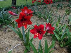 Amarylka (Amaryllis belladonna L.)