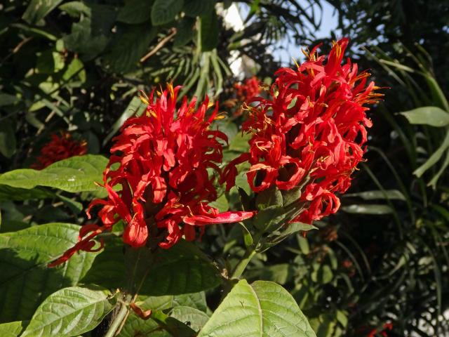 Tlustoklasec (Pachystachys coccinea (Aubl.) Nees.)