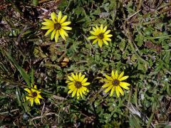 Oruňka měsíčkovitá (Artctotheca calendula (L.) Levyns)