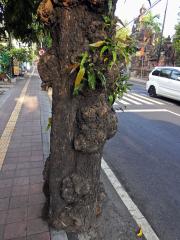 Nádor na Polyalthia longifolia (Sonn.) Thwaites (6a)