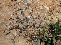 Limonka (Limonium narbonense Mill.)