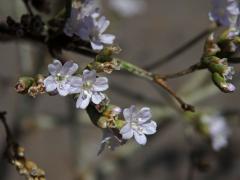 Limonka (Limonium narbonense Mill.)