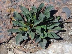 Limonka (Limonium narbonense Mill.)