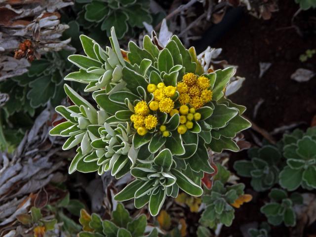 Kopretinec (Dendranthema pacificum (Nakai) Kitam.)